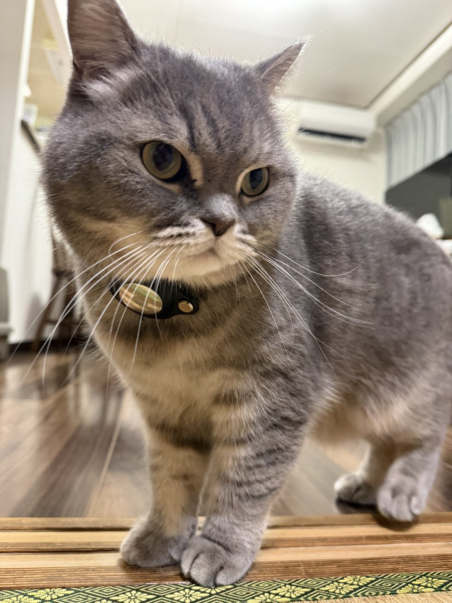 いわし先生 (@IWASHI_0723) / Posts / X