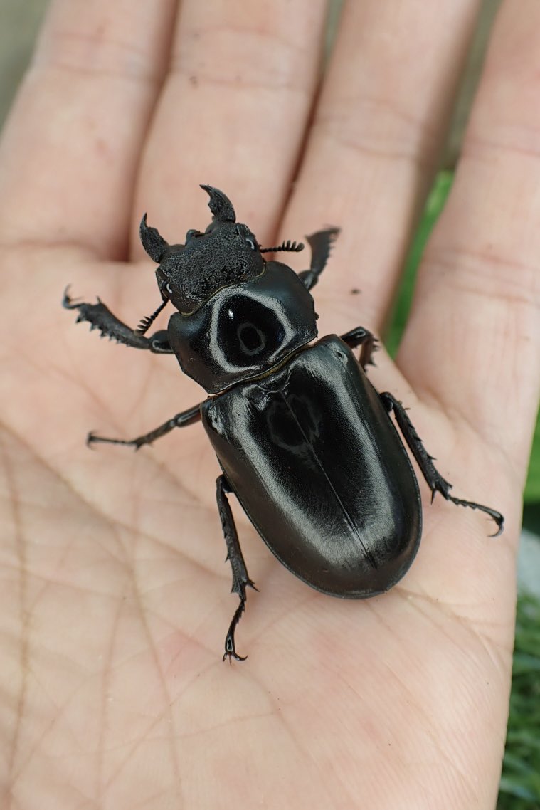 Sparkle Beetle (@BeetleSparkle) / Posts / X