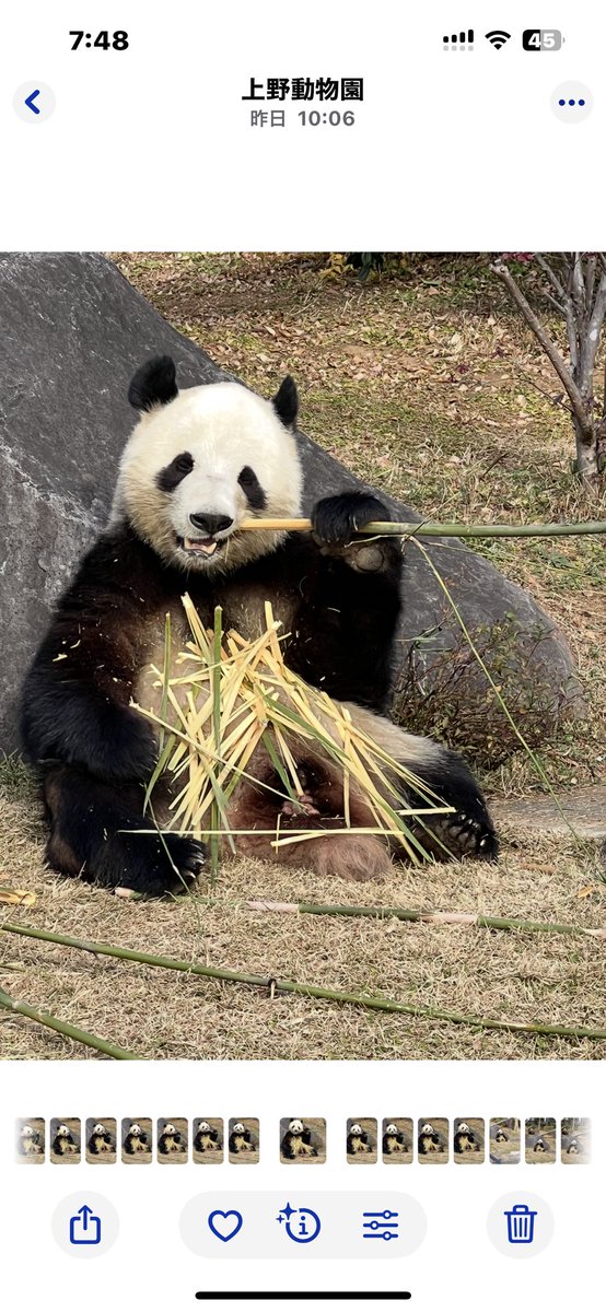 パンダ自身 pandajisin (@pandajisin) / Posts / X