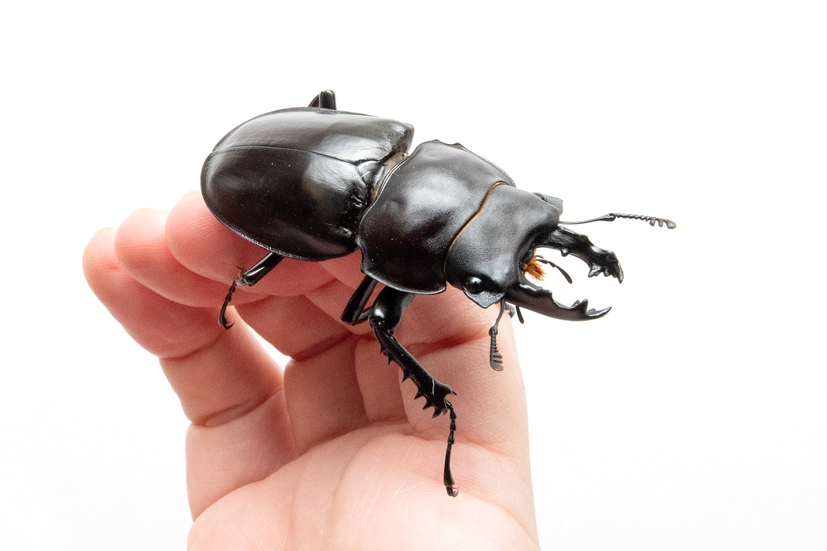 ヤエヤママルバネクワガタの飼育。 息子にとっては、いつか野生個体を