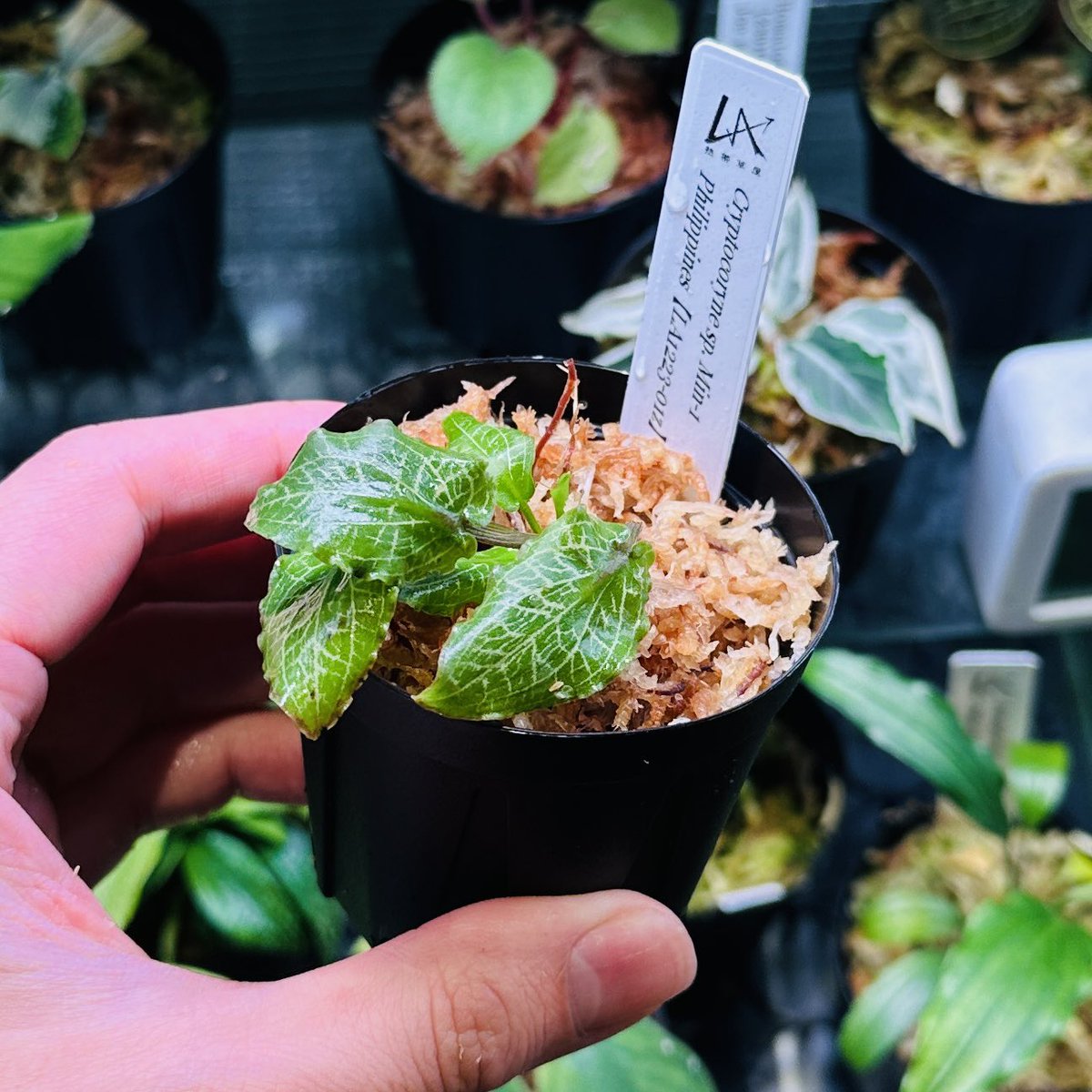 Cryptocoryne sp. Min-1 Philippines【LA1223-01z】 宝石クリプト