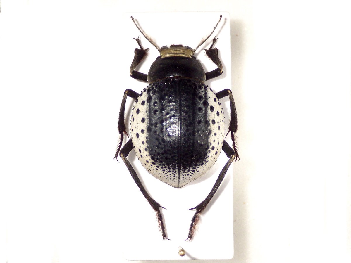 ウズベキスタンのゴミムシダマシ🇺🇿 Pisterotarsa kiritschenkoi 鞘翅