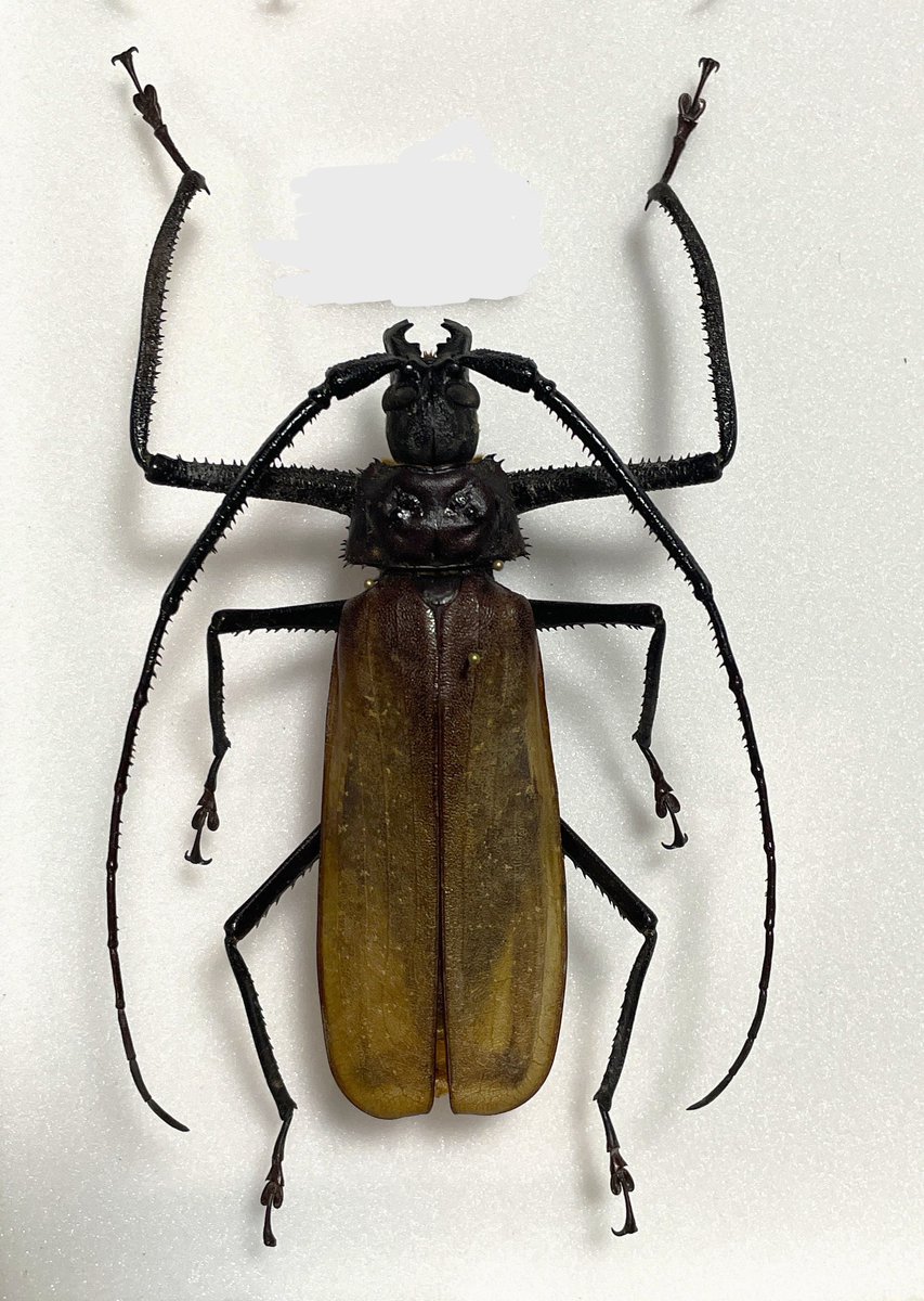 カミキリムシ (@5AuTwuwVZB0alo7) / Posts / X