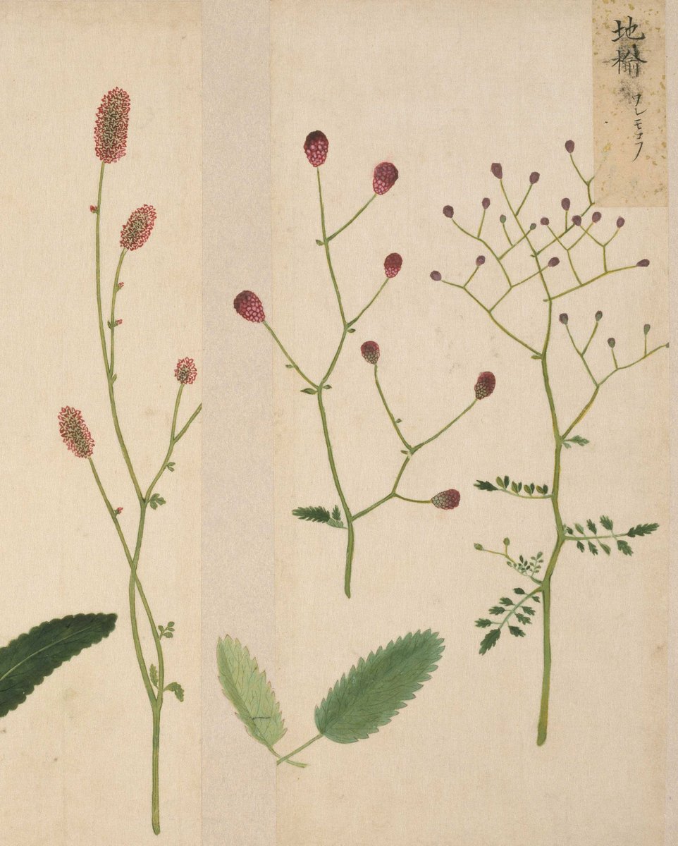 江戸の博物学と工芸の融合】 高松藩5代藩主・松平頼恭の命により