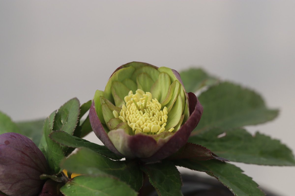 ohgi_nursery (@OhgiNursery) / Posts / X