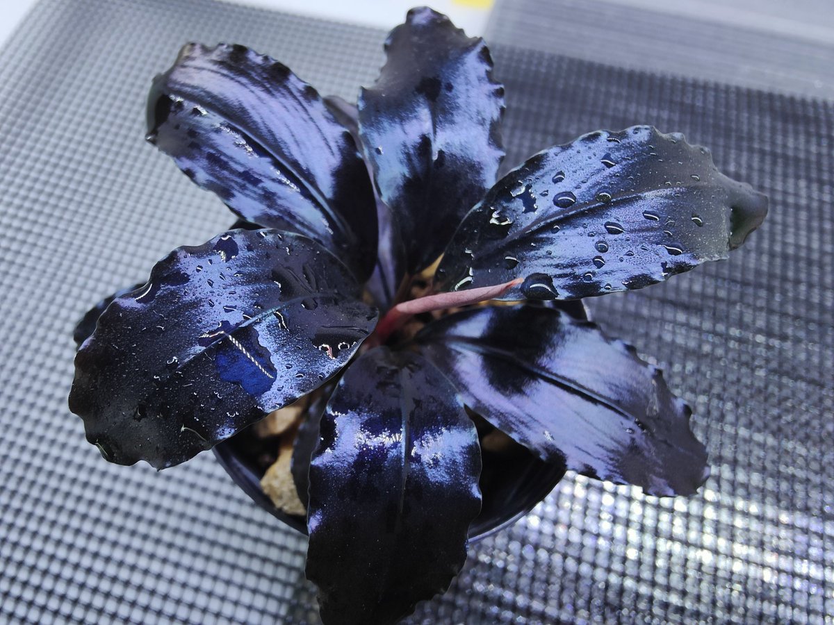 キボーデコ (@kiboudeko) / Posts / X