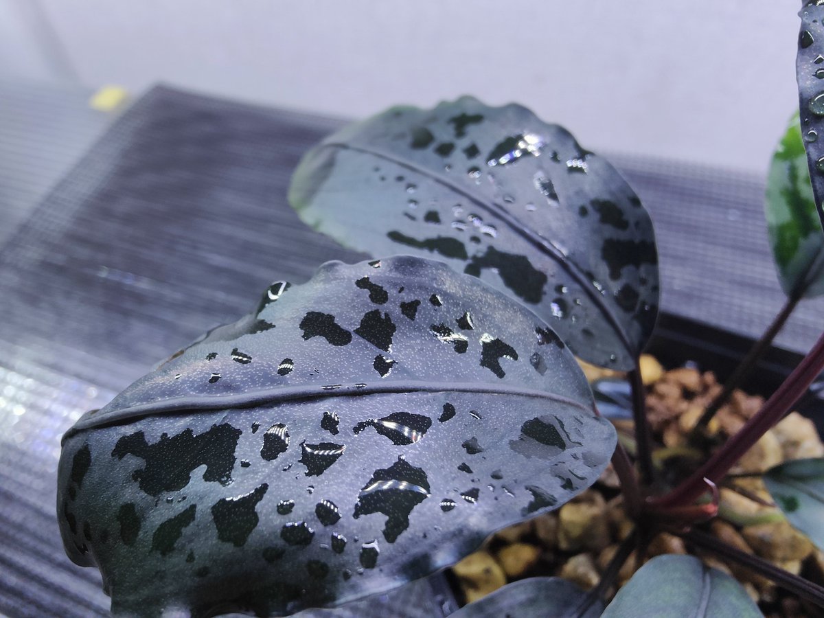 Bucephalandra sp.Motleyana Red-stem round Aqua Garden 水の国 2023