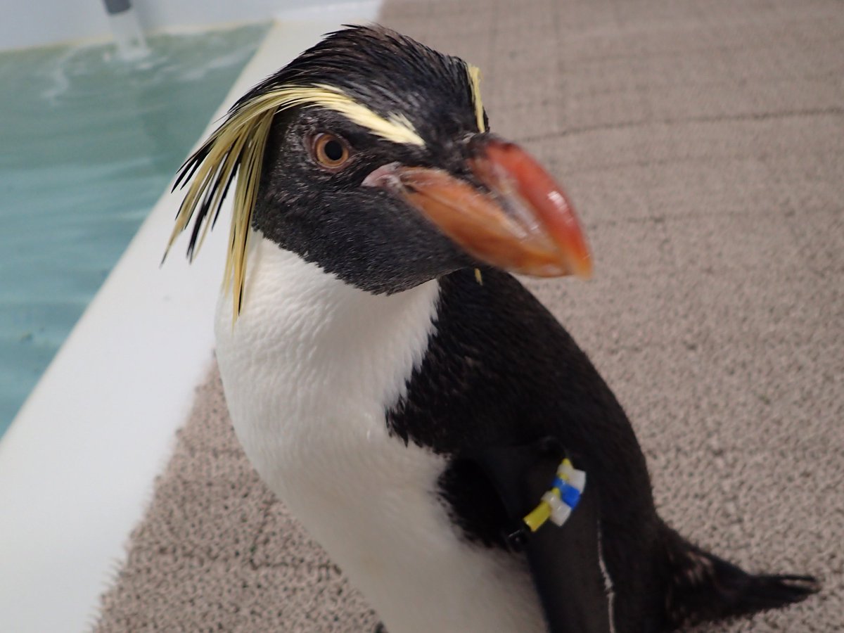 現在、バックヤードでは足の治療のために おじいちゃんペンギンの20