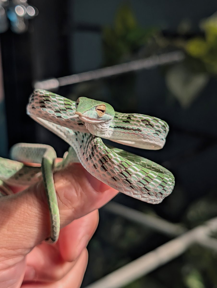 Post by 𝕏JINE on X: かわいい