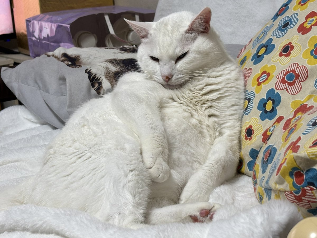 明日はついに猫の日ですね🐱🐾 #猫好きんと繋がりたい #猫のいる