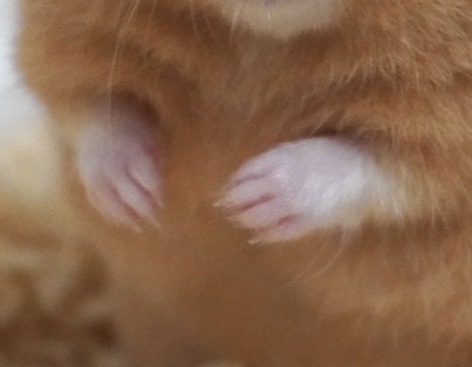 moruchang01 FF外から失礼します🙈 モルちゃん&センちゃんさんの