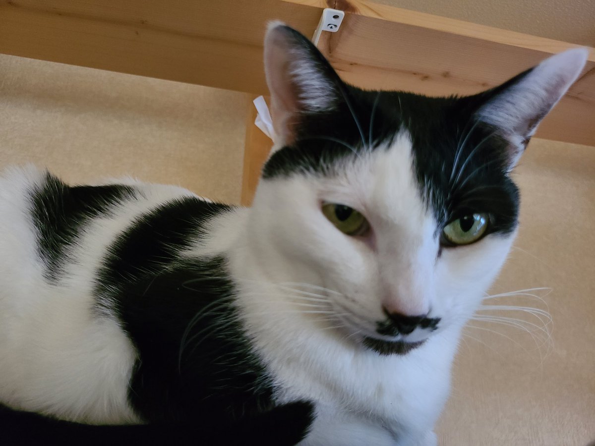 猫の日🐱( ΦωΦ ) オセロ&とうふ🐱 #猫の日