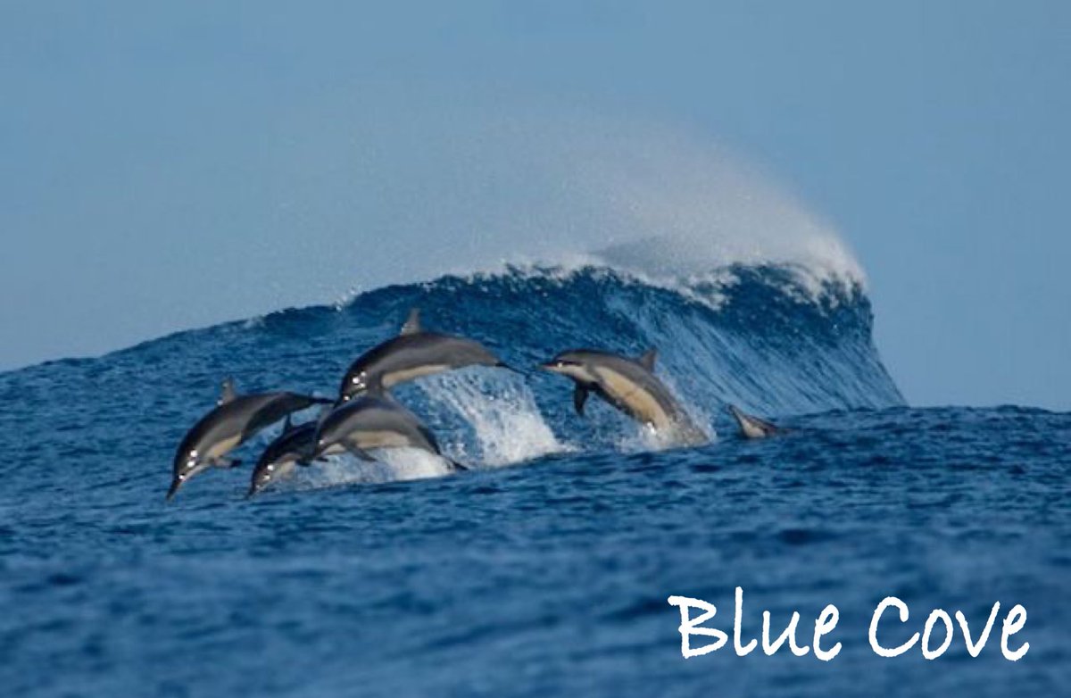 The hunters left the harbor in the high waves, but immediately