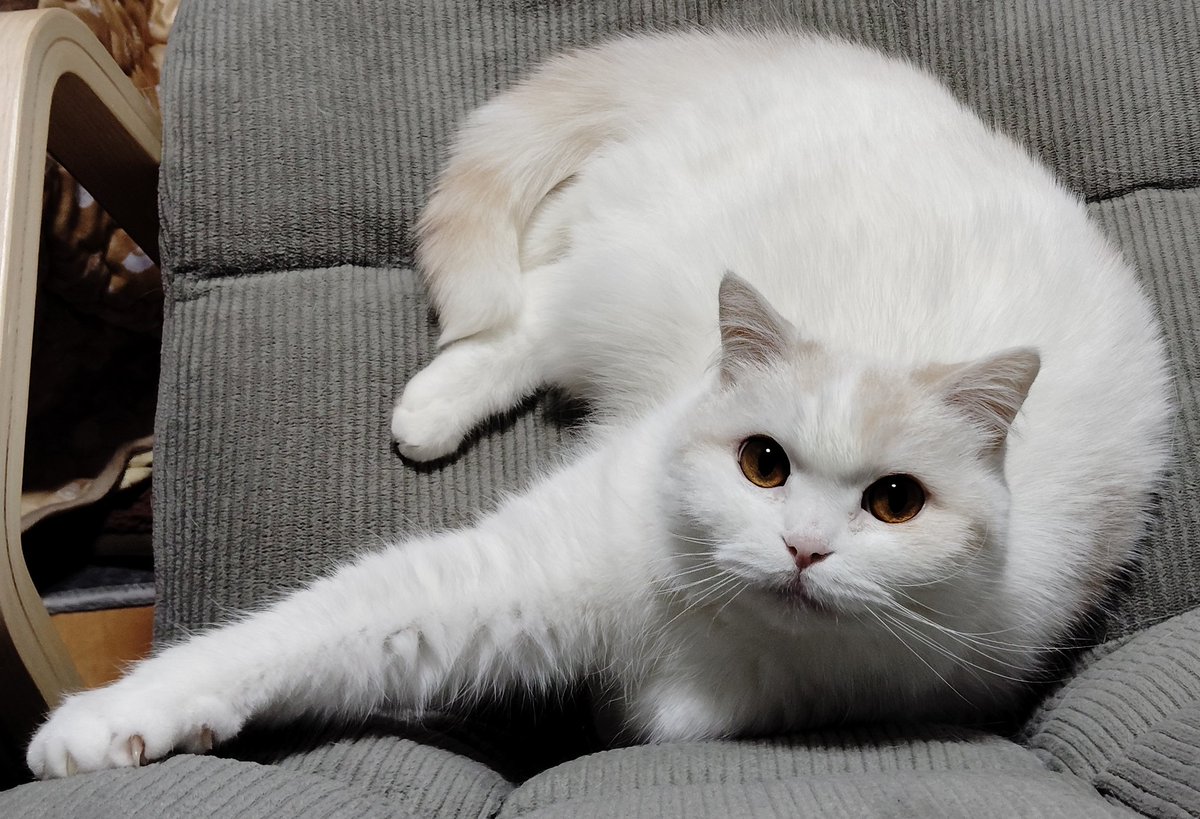 福ちゃん (@fukuchanwhite) on X