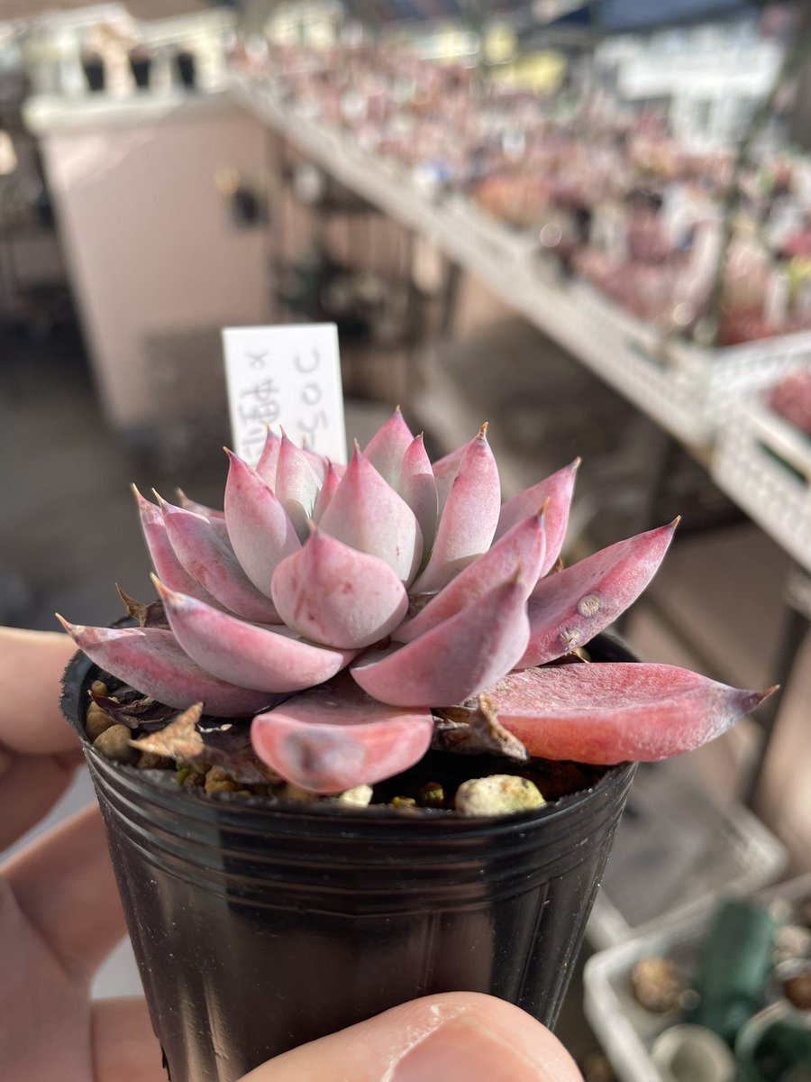 Succulife 【colorata(堀川)×中里リンゼアナ】 八王子の寒い冬を越えて