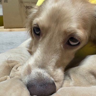 アルノー・デプレシャンの初期三作のDVDボックス買ってしまった