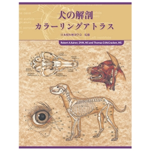 犬の解剖カラーリングアトラス｜書籍・模型・セミナー｜動物医療関係者