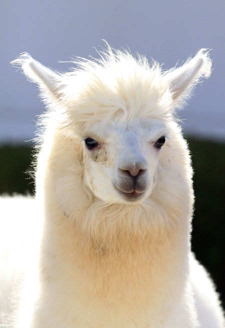 ここにも白いアルパカ : 動物園放浪記