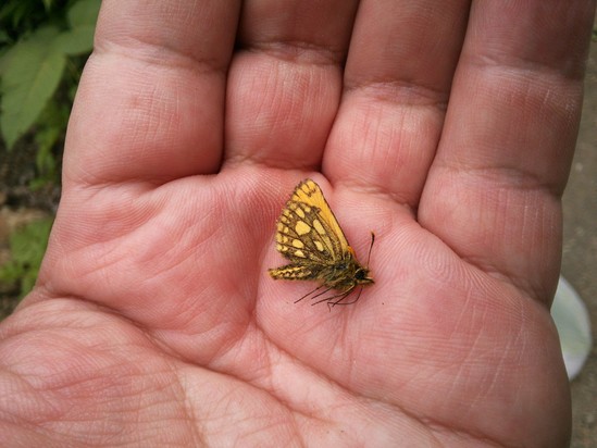 2015北海道採集旅行①カラフトタカネキマダラセセリ (第20号) : 【蝶