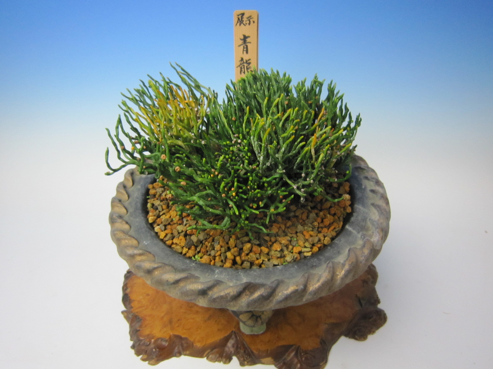 松葉蘭 青龍角 : 蘭万園日記