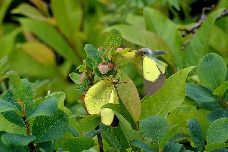 高山の蝶たち-2（ミヤマモンキチョウとタテハ達:2019/7/26） : 小畔川日記