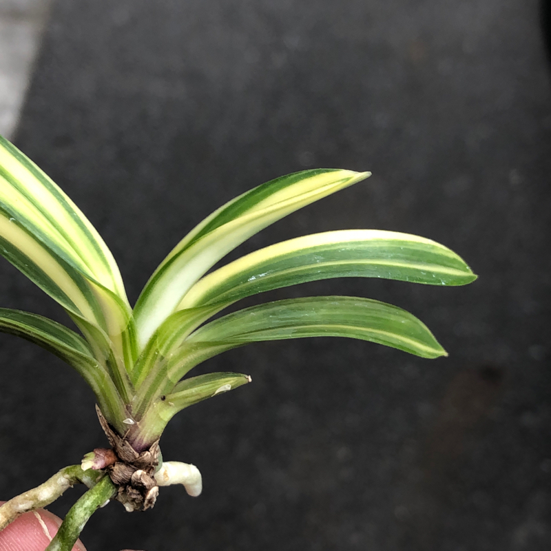 不老白 : □ サムライ オーキッド □ 富貴蘭 セレクトショップ MAIL