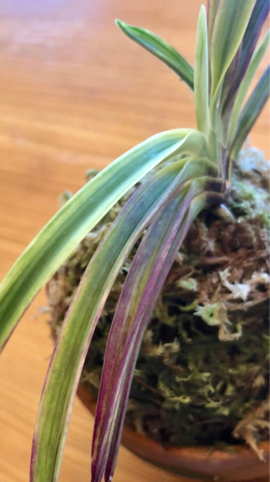 至楽四方山話 : □ サムライ オーキッド □ 富貴蘭 セレクトショップ