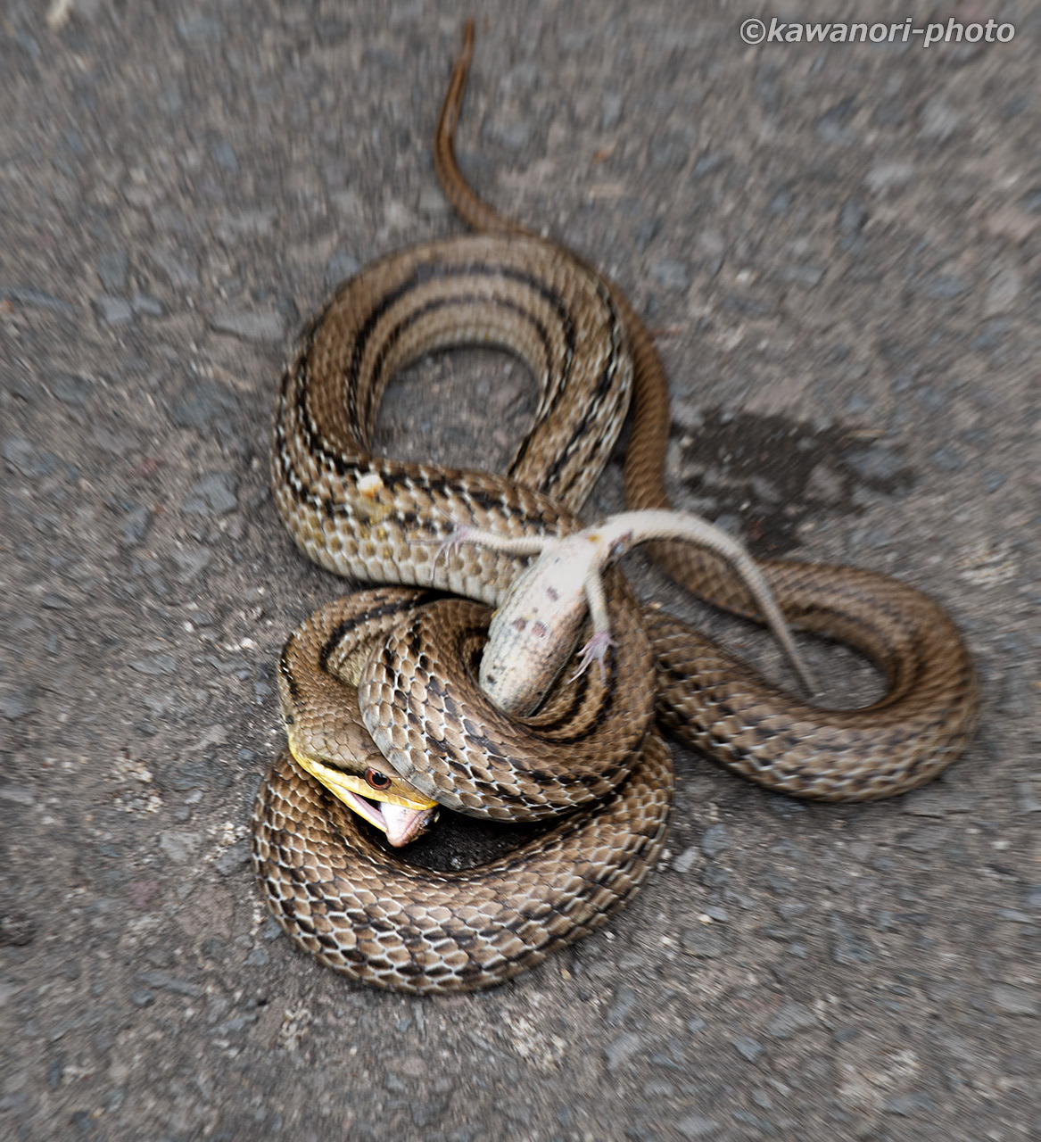 縞蛇【シマヘビ】 : kawanori-photo