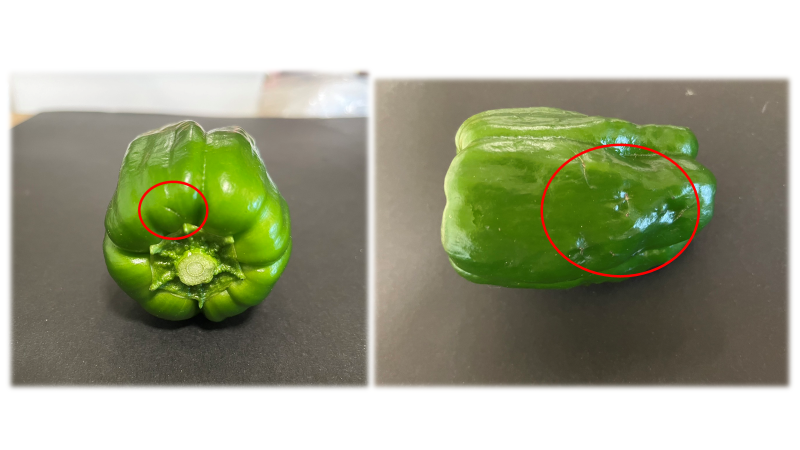 規格外ピーマンについて | ピーマンブログ ピーマン農家の挑戦