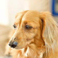 NIKON(ニコン)のレンズ AF-S NIKKOR 50mm f/1.8G で撮影した写真(画像