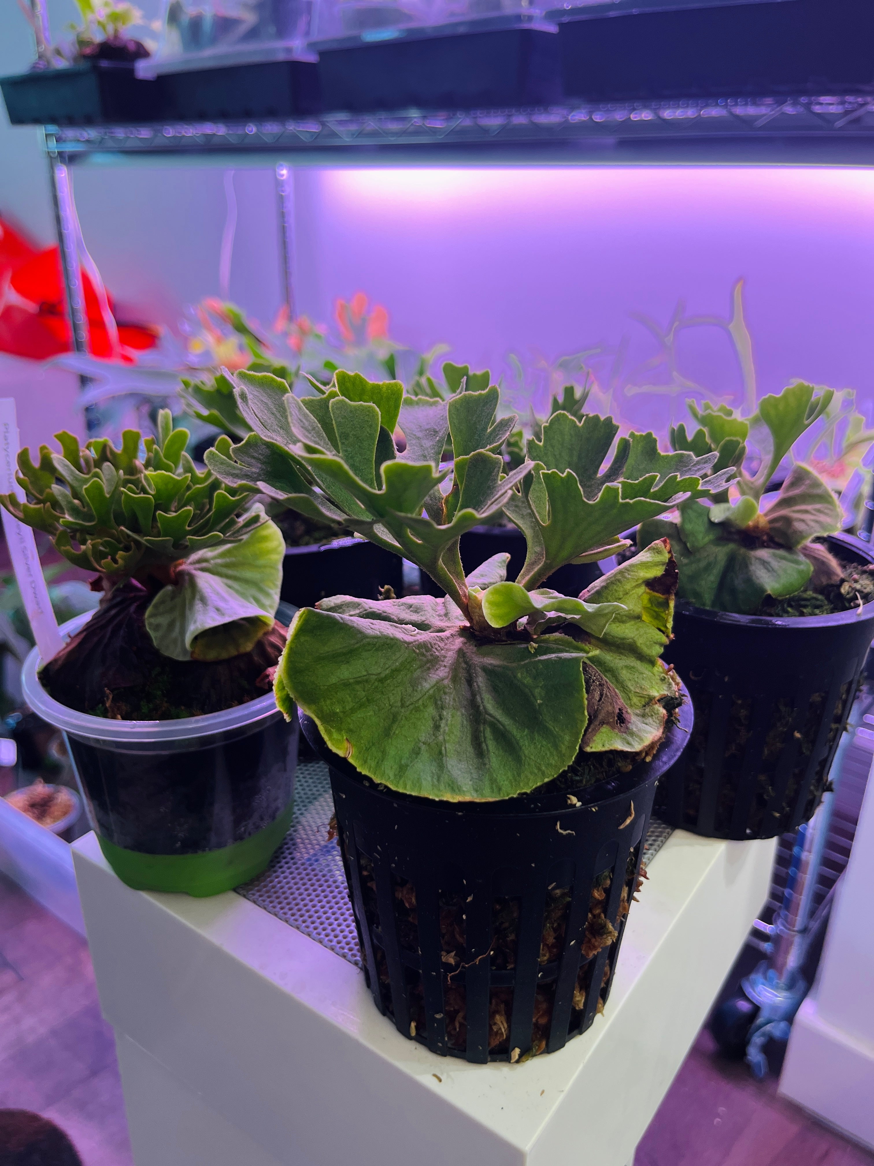 Dwarf Silver Ridleyi – Platy & Co