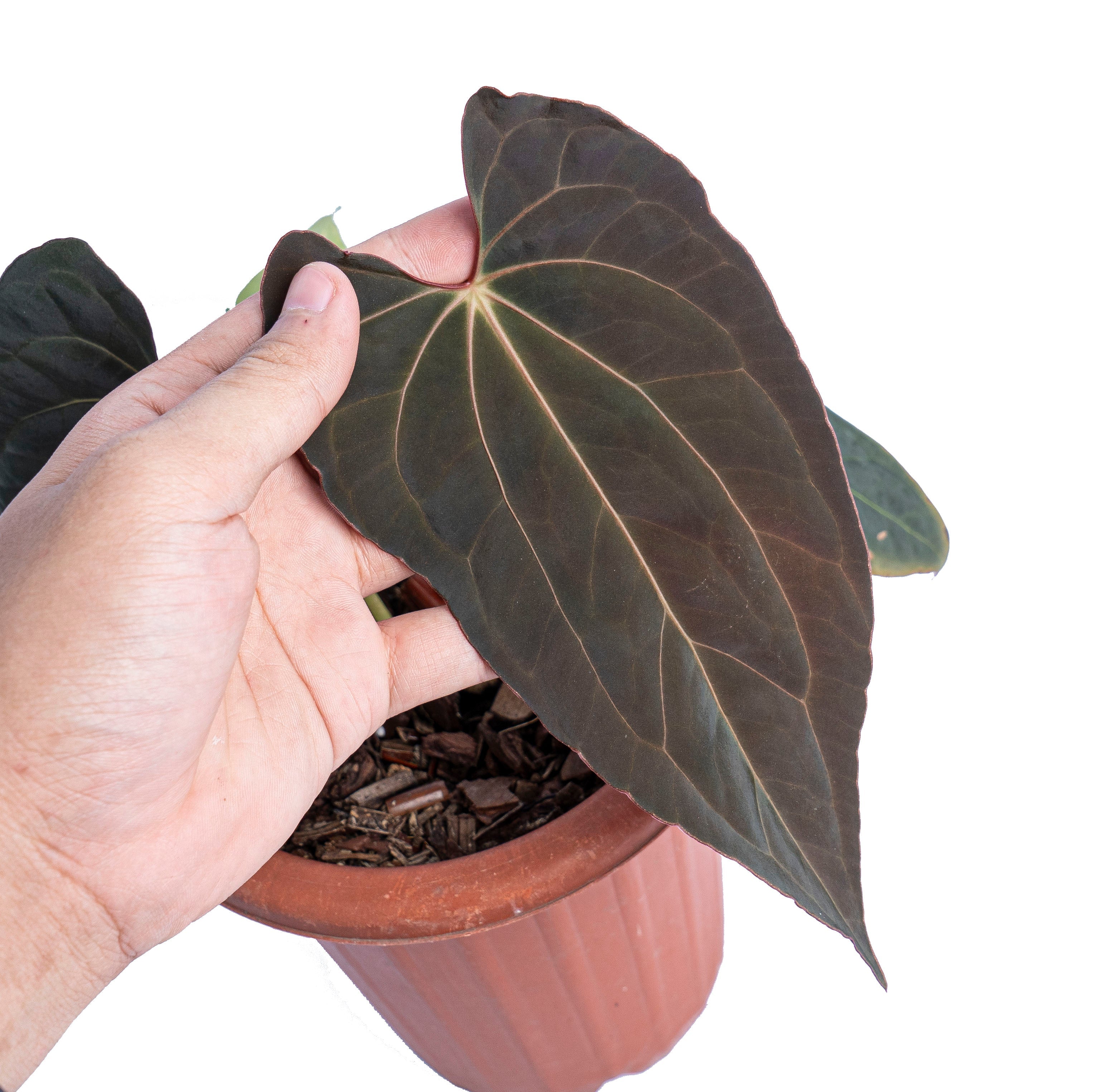 Anthurium papillilaminum x one – Plantstop.us