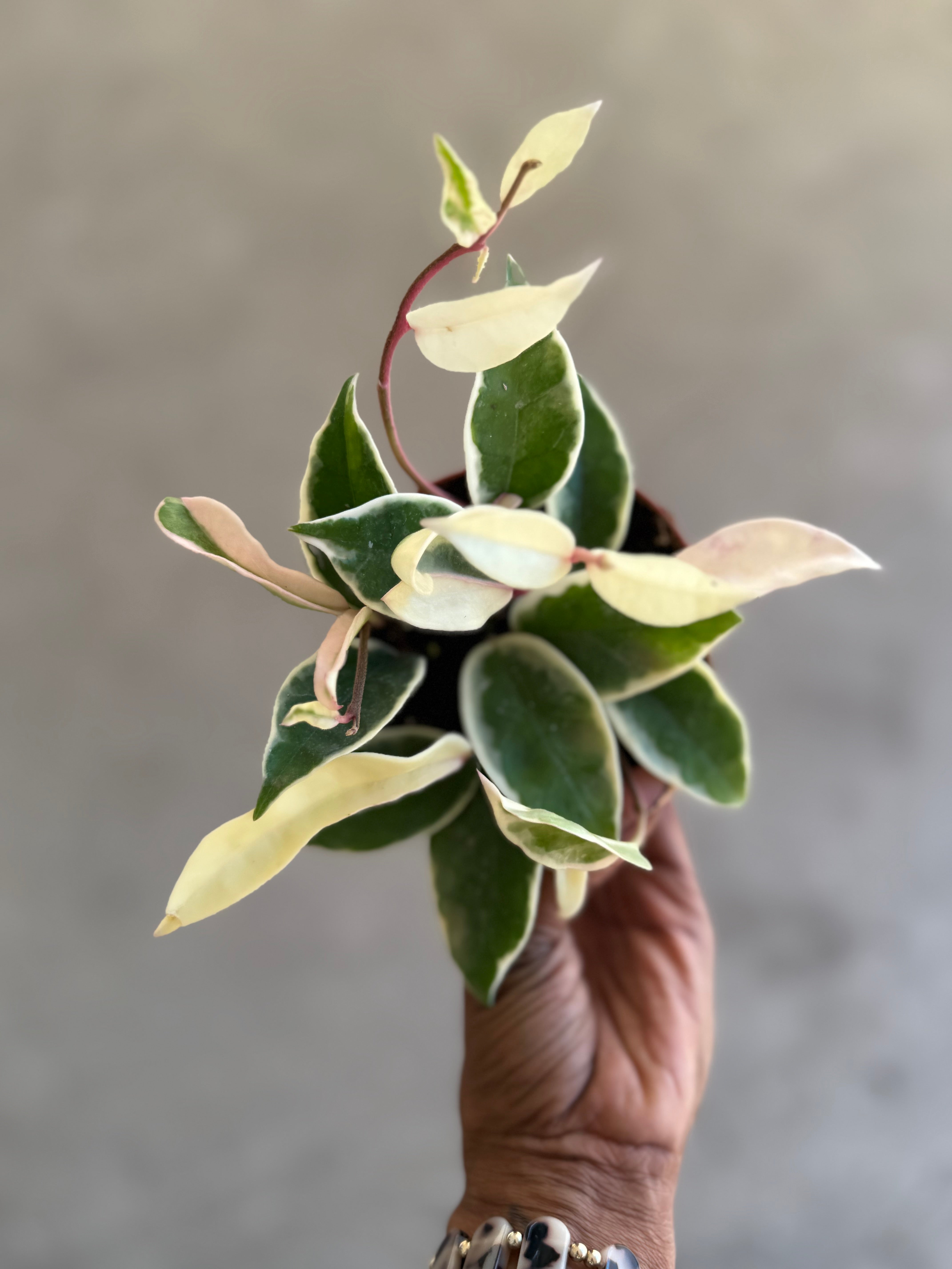 Hoya 'Krimson Queen' – Prop & Grow Plant Shop