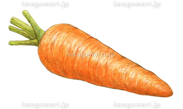 にんじん 水彩色鉛筆野菜イラスト [184743260]｜毎月1点無料（フリー