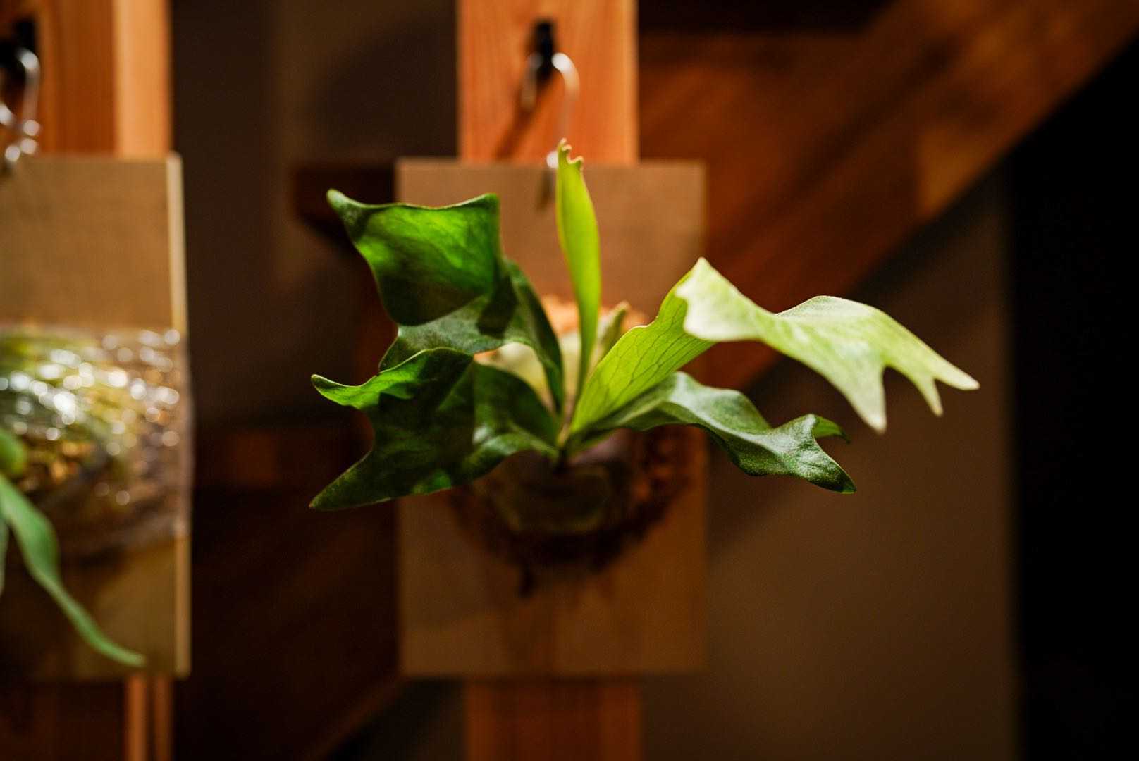 最近のビカクシダ - 釣れたら正解