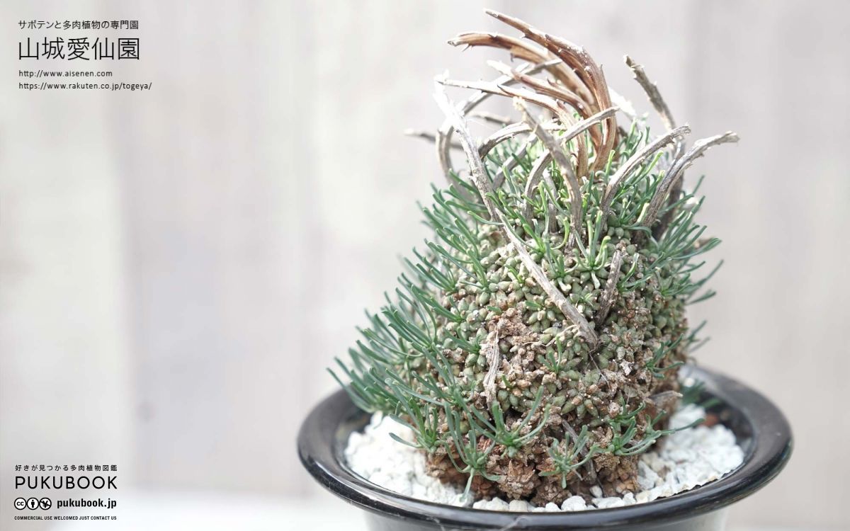 ユーフォルビア 多頭キリン Euphorbia multiceps｜多肉植物図鑑