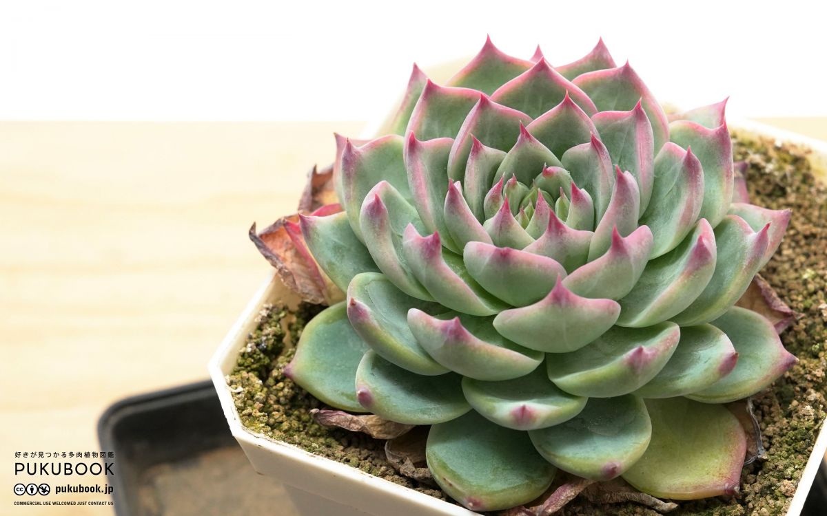 エケベリア リンゼアナ Echeveria lindsayana｜多肉植物図鑑 PUKUBOOK