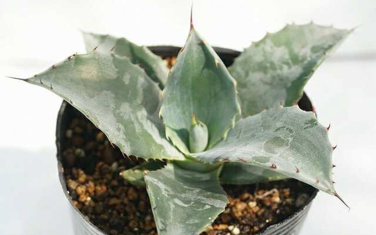 アガベ テマカプリネンシス Agave temacapulinensis｜多肉植物図鑑