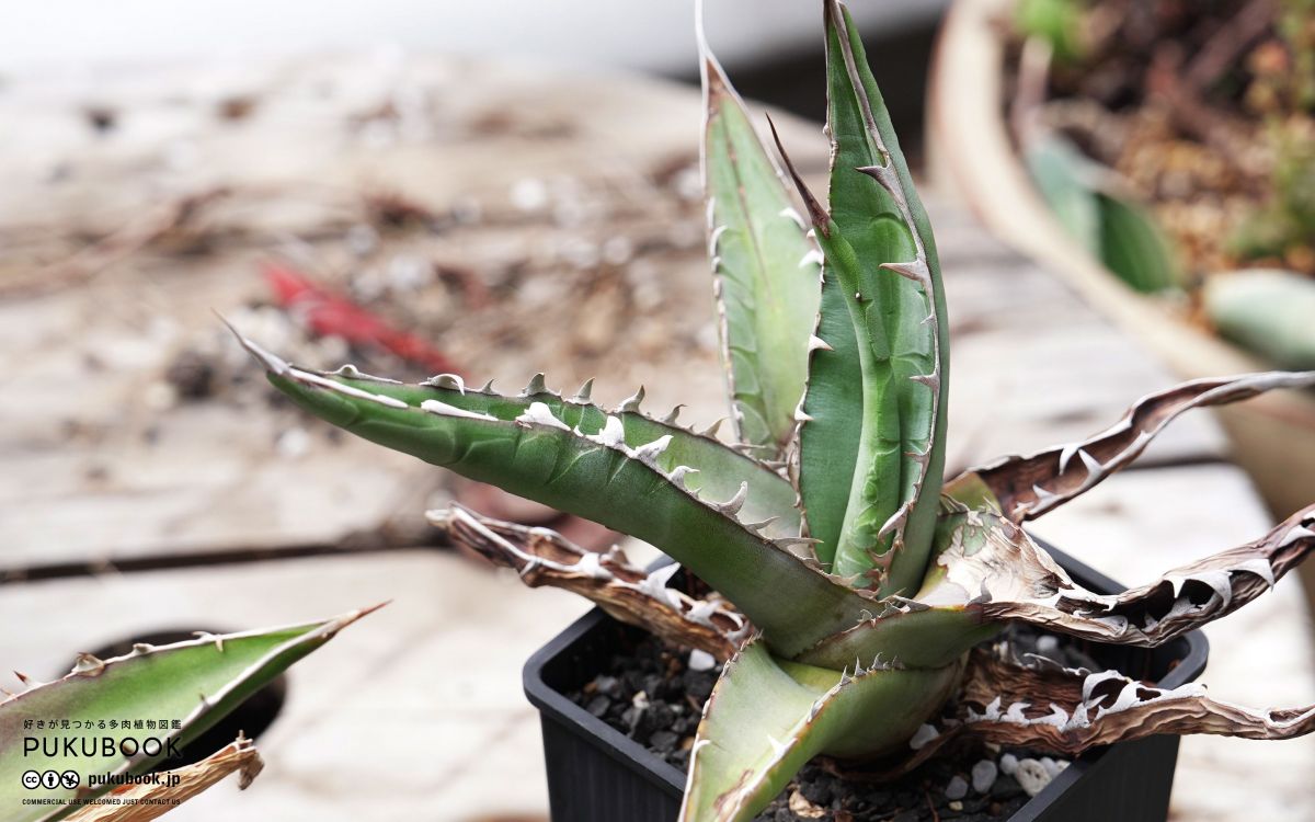 アガベ チタノタ ブルーボール Agave titanota 'Blue Ball'｜多肉植物