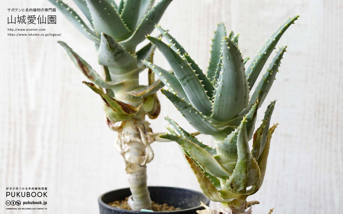 アロエ ピランシー Aloe pillansii｜多肉植物図鑑 PUKUBOOK(プクブック)