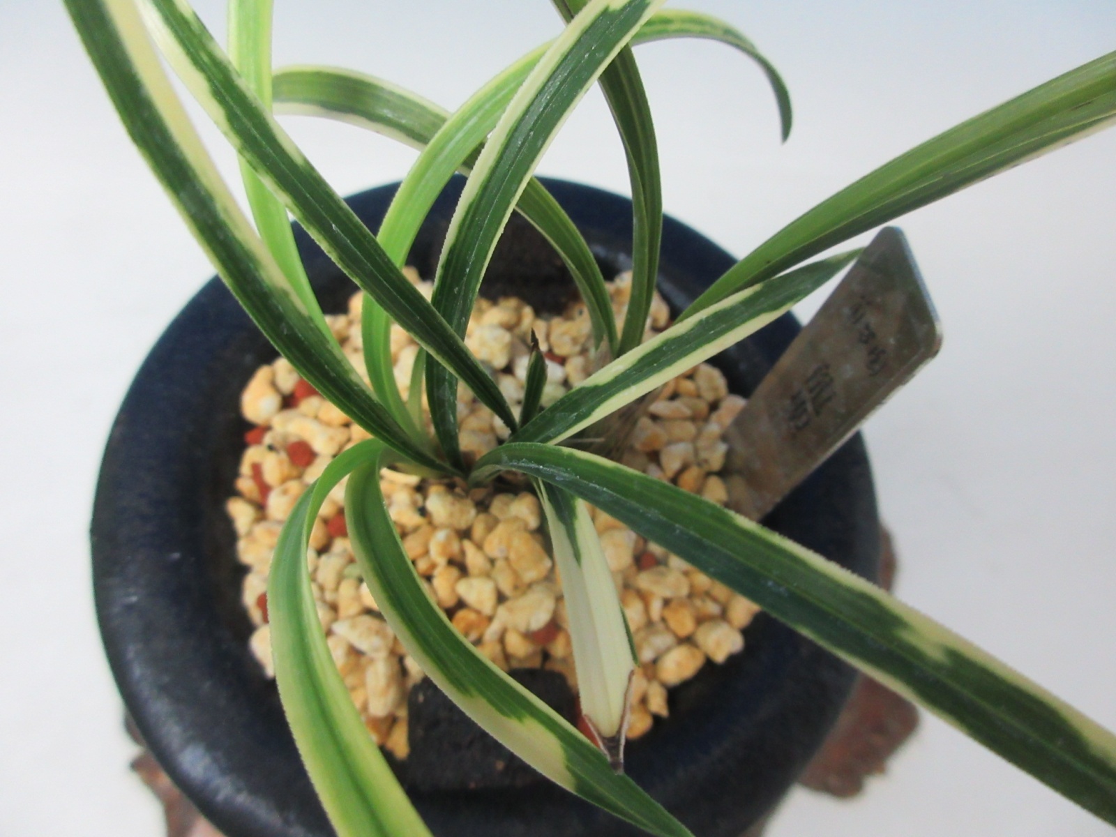 KS-8 韓国春蘭 虎斑 「龍聖」 小木 4本立ち - 蘭万園オンライン