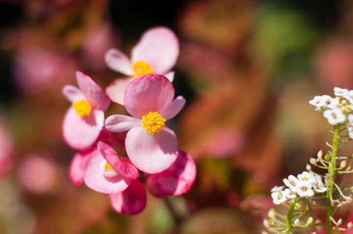 Обзор МС Мир-24Н 35 2.0 (он же Arsat H 2/35) с примерами