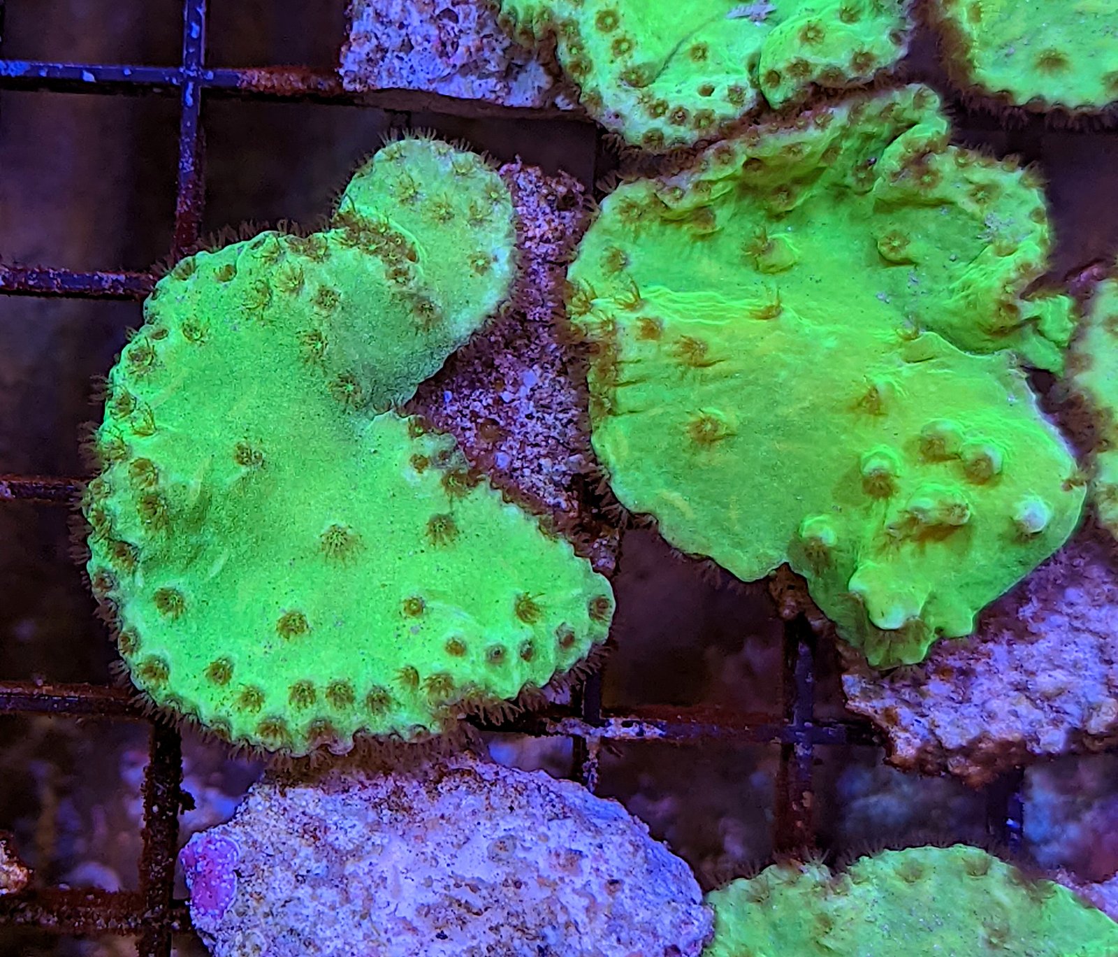 Neon Green Cabbage Leather (Sinularia brassica) - The Reef Farm