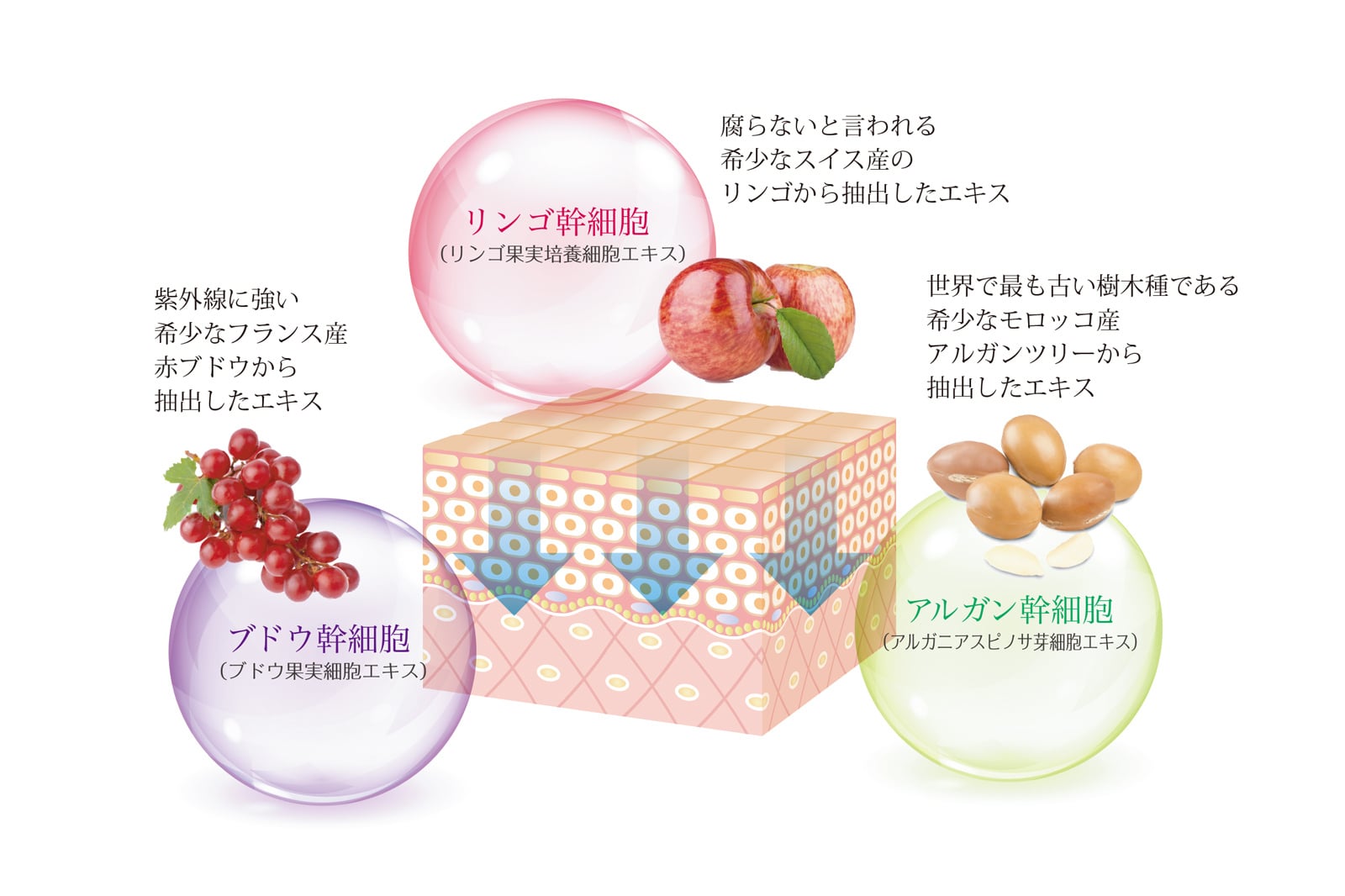 REVI陶肌トリートメント | エステサロン銀星