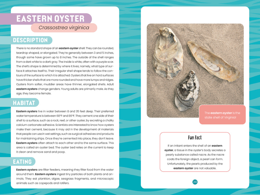 Seashells of Delmarva – Schifferbooks