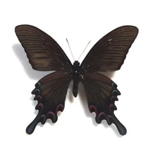 外国産蝶標本 | 三角紙