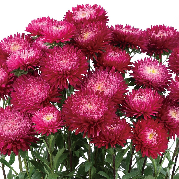 アスター あずみXL レッド｜種（タネ）,球根,苗,資材,ガーデニング