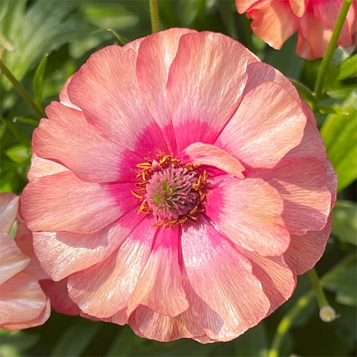 ラナンキュラス ラックス ルージュセット｜種（タネ）,球根,苗,資材