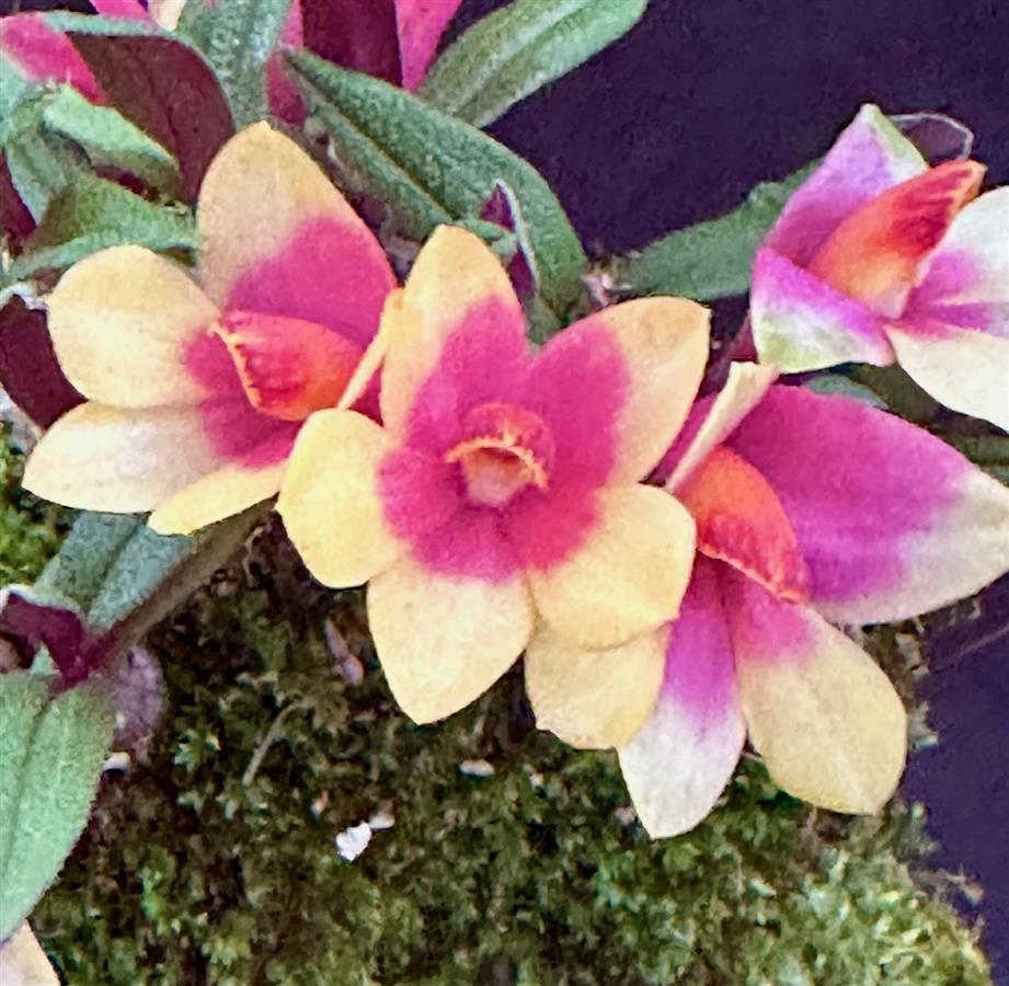 Dendrobium