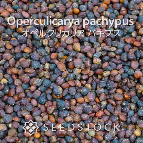 種子] オペルクリカリア パキプス Operculicarya pachypus Lot.2025D